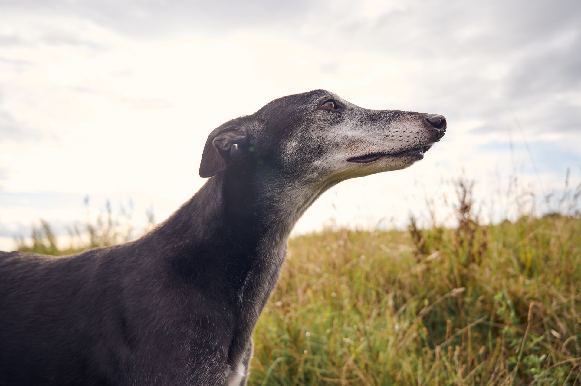 black greyhound looking into distance