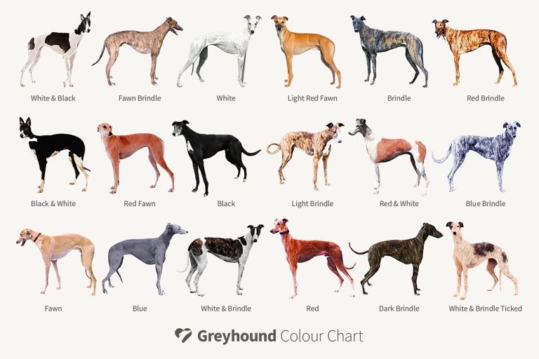 Share your life with a greyhound | Rehoming greyhounds